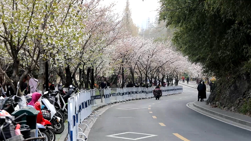 南京三月，古城墙与绚烂樱花最配