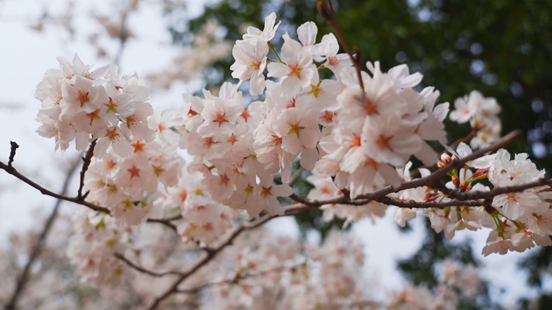 赏春：看长江畔 樱花怒放