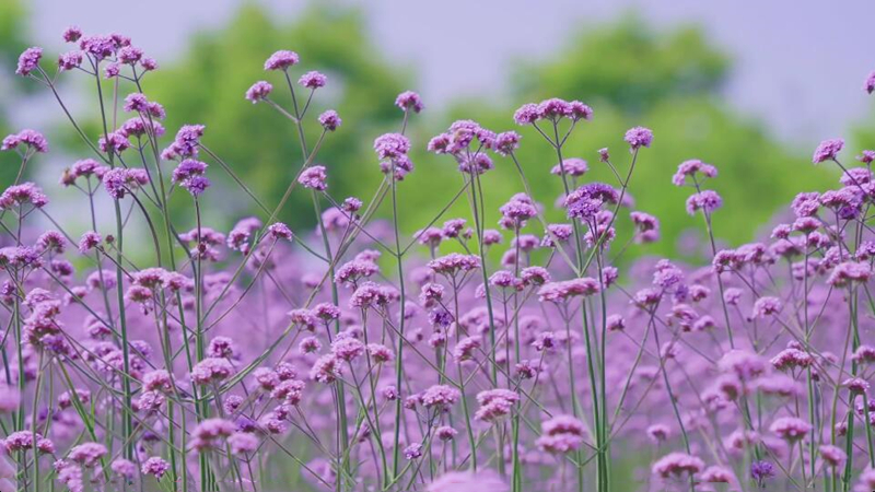 初夏时节：马鞭草花开紫色浪漫