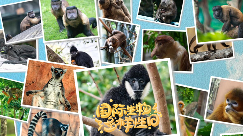 国际生物多样性日|除了国字脸“猴哥” 它们也很可爱
