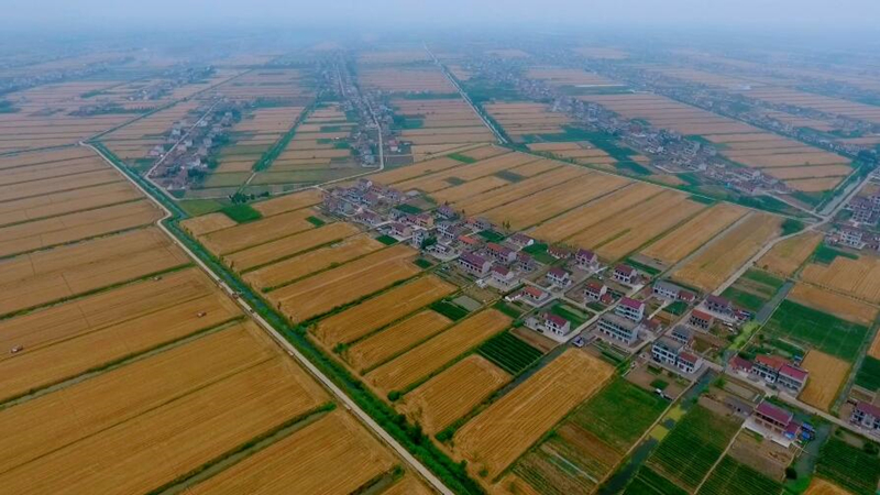 希望的田野|江苏启东：千亩小麦迎丰收