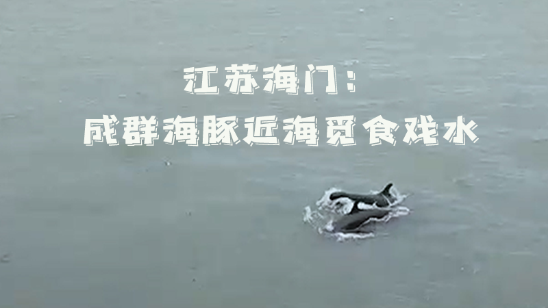 江苏海门：成群海豚近海觅食戏水