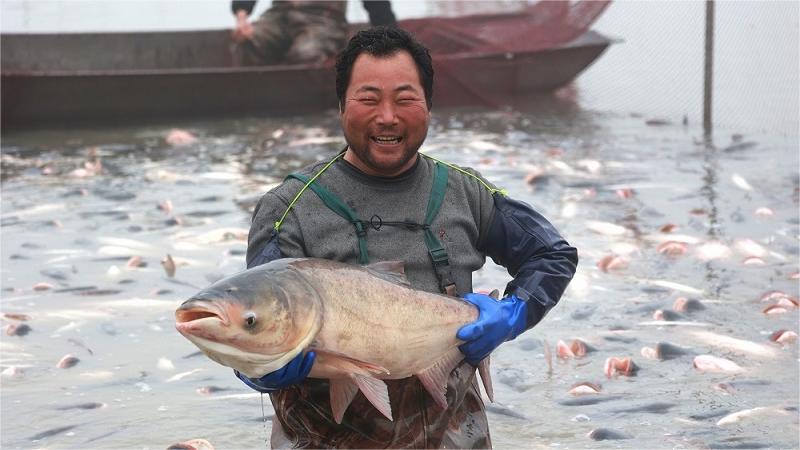 江苏兴化：人欢鱼跃 冬季捕鱼迎丰收