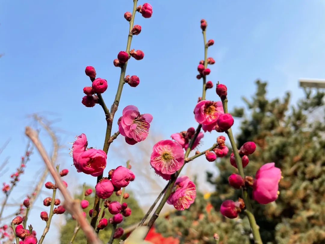 春意盎然，朵朵梅花俏枝頭