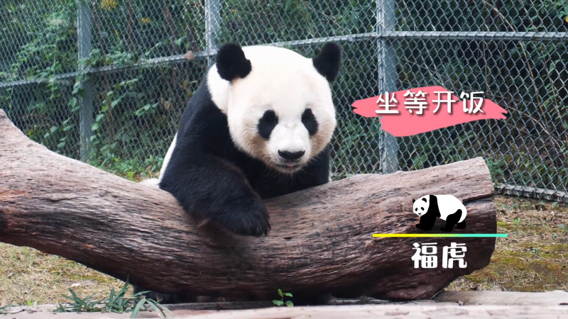 大熊猫“福虎”开饭啦！“藏起来”的美食吃着真香