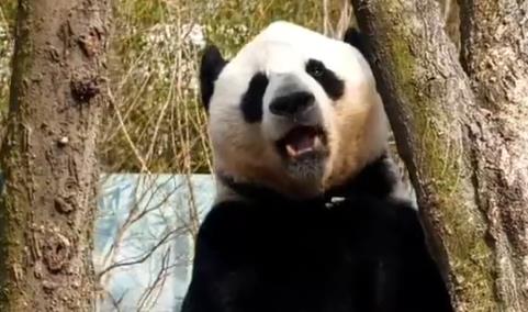 吃嘛嘛香，圍觀大熊貓“幹飯”