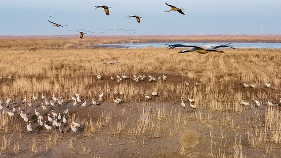 春天来了 航拍大批灰鹤集结湿地准备北飞