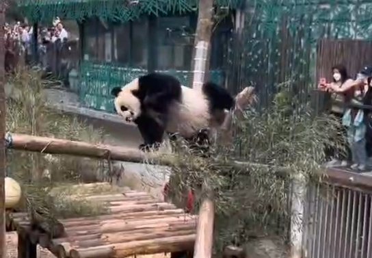 南京的熊貓太會“營業”了