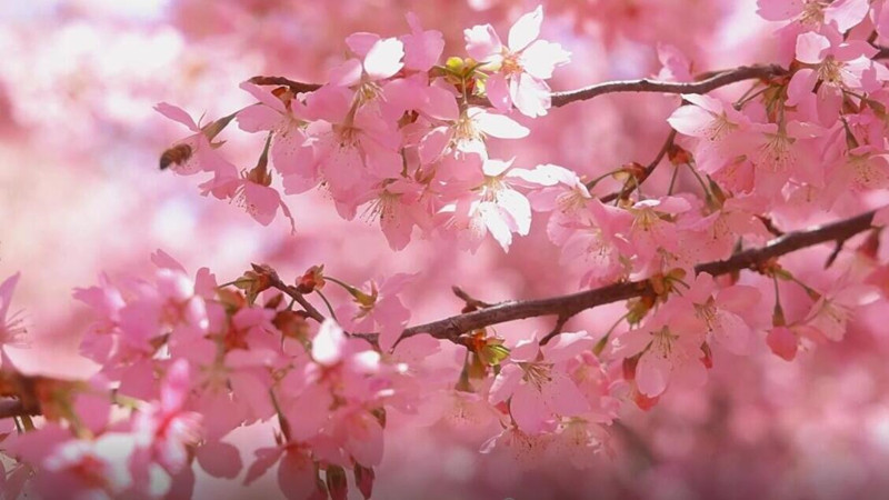 如雲似霞 淺粉櫻花帶來春日問候