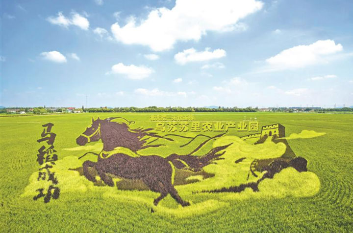 北大荒—无锡玉祁乌苏苏里农业产业园稻田画进入最佳观赏期