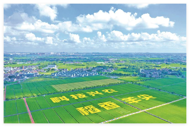羊尖稻田画 田园好风光