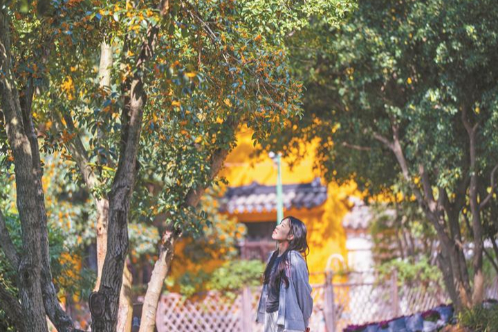 桂花季如约而至 秋正好醉了锡城